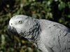 Birds of Eden