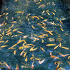 Koi party