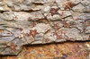 Fossil Shells