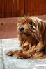 Attentive Yorkie