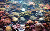 Coral Garden
