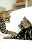 Playful Kittens 1