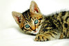 Playful Kittens 3