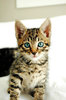 Playful Kittens 5
