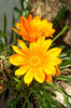 Flowers 2