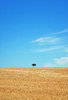 Lonliest Tree II 2