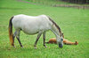 Nooitgedacht Horses 2