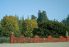 Red hedge