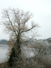 Winter tree