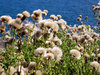 Thistle