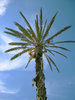 Palm tree
