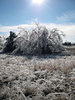 Ice Storm