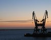 cranes at dawn