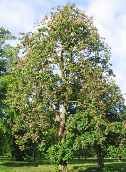 red chestnut tree free stock photos rgbstock free red chestnut tree free stock photos rgbstock free