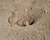 black-tailed prairie dogs