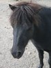 shetland pony