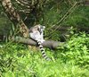 ring-tailed lemur