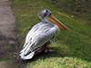 pelican 2