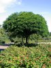 solitary tree with rose hip fi