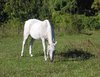 grazing horse