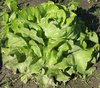 organic lettuce
