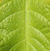 leaf texture