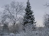 snowy trees