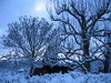 dawn in winter