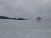 winter meadow