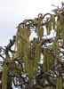 willow in spring