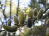 willow catkin