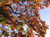 fiery autumn