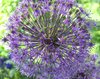 allium flower ball 3