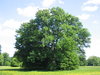 very large tree