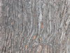 bark of a tree
