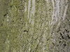 bark of a tree 2