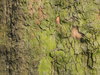 bark of a tree 4