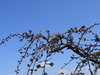 spring buds