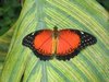 butterfly 2
