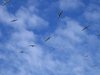 seagulls 2