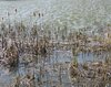 cattail at a pond