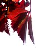 autumn leaves 2