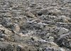 desiccated farmland