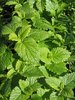 melissa plants - lemon balm