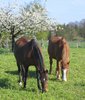 grazing horses