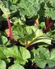 rhubarb pieplant