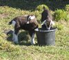 hungry goatlings