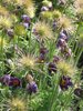pasqueflower