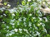 woodruff