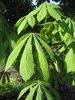 horse chestnut